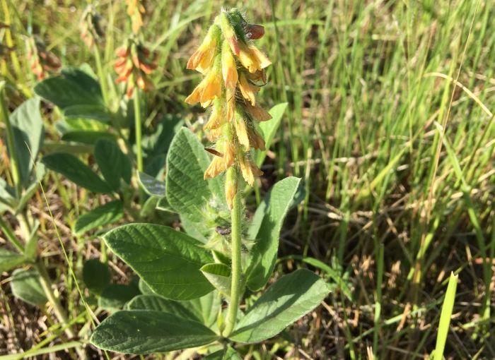 Eriosema preptum PlantZAfrica